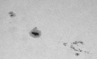 2022-03-28 sunspot 2976